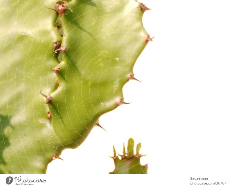 Ein Kaktus ganz allein... Pflanze grün Nahaufnahme Schönes Wetter Stachel
