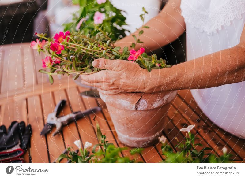 nicht erkennbare Frau mittleren Alters, die mit Pflanzen im Freien arbeitet, Gartenkonzept. Natur. unkenntlich Lebensmitte 60s in den Ruhestand getreten