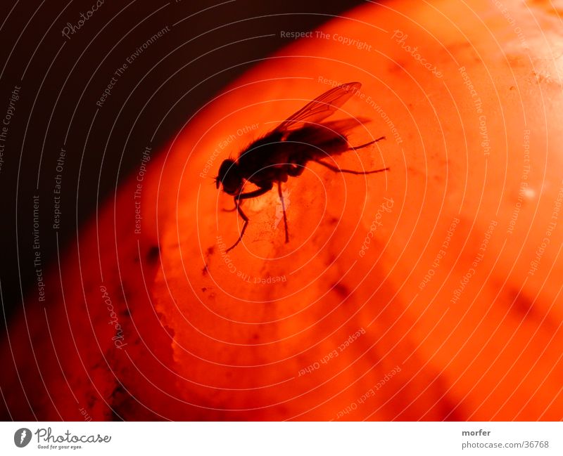 Fliege auf dem Mars Tier Physik Insekt krabbeln Kugel Wärme orange