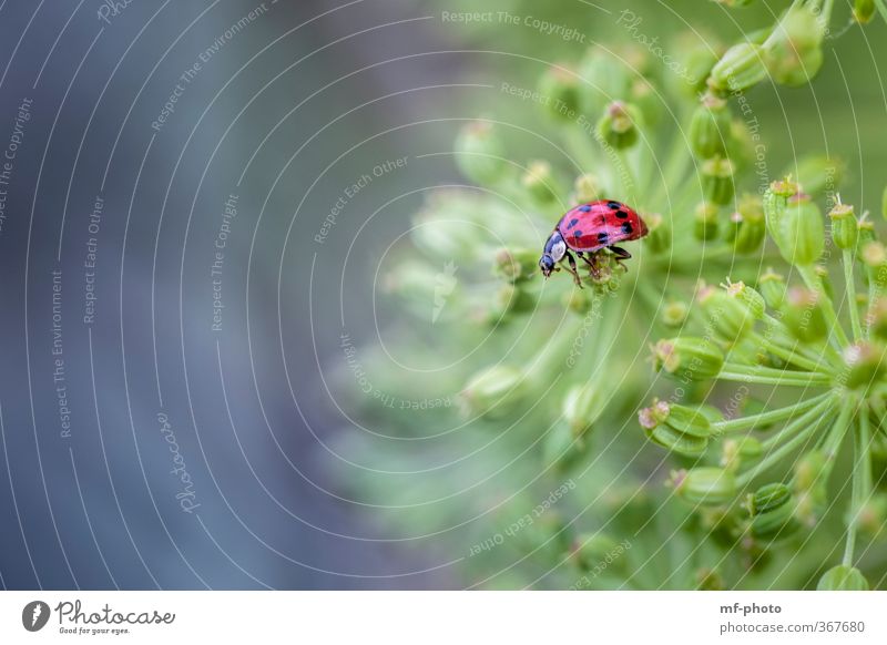 ... gut festhalten Natur Pflanze Tier Käfer 1 blau grün rot mehrfarbig Außenaufnahme Makroaufnahme Menschenleer Tag