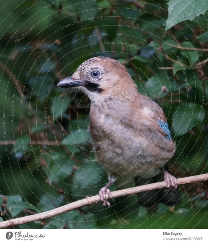 Vogelfotografie Eichelhäher Tier Natur Menschenleer Außenaufnahme Wildtier natürlich Tiergesicht