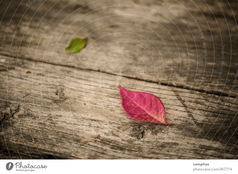 im Herbst Wellness Erholung ruhig Duft Kur Spa Pflanze Baum Blatt fallen grün rosa Idylle Herbstlaub herbstlich Bank Holzbank Farbfoto Außenaufnahme