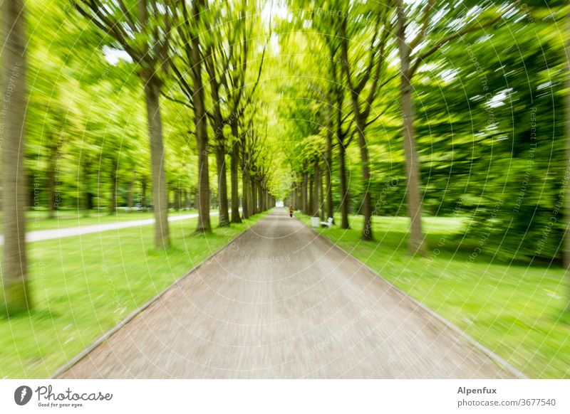 Tunnelblick | UT Kassel 19 Wald grün Natur Baum Farbfoto Geschwindigkeit Geschwindigkeitsrausch Menschenleer Bewegung Unschärfe Experiment mehrfarbig