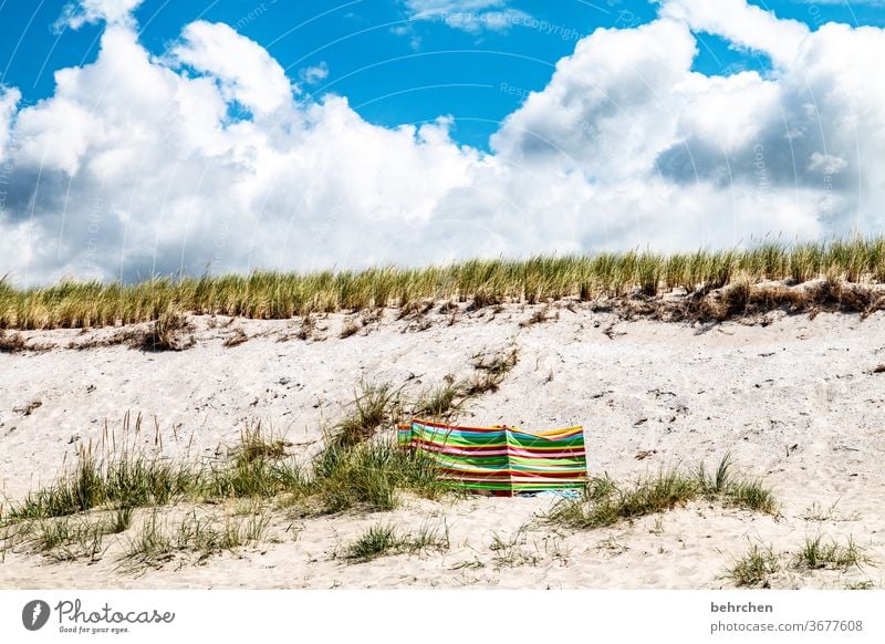 versteckt Windschutz Sand Idylle sonnenschutz Dünengras Wolken Ostseeküste Mecklenburg-Vorpommern Außenaufnahme Himmel Darß Meer Wasser Strand Natur