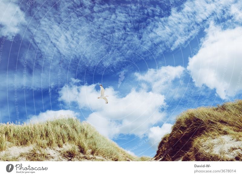eine Möwe fliegt durch eine Dünenlandschaft Insel Nordsee Himmel blau Wolken Urlaub Urlaubsstimmung Urlaubsort Urlaubsgrüße Möwenvögel Möwenfliegen fliegend