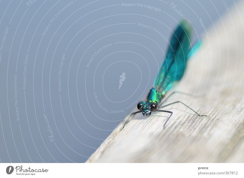 Prachtlibelle Umwelt Natur Tier Sommer Schönes Wetter Wildtier 1 blau grau Prachtlibellen Libelle Insekt Farbfoto Nahaufnahme Makroaufnahme Menschenleer