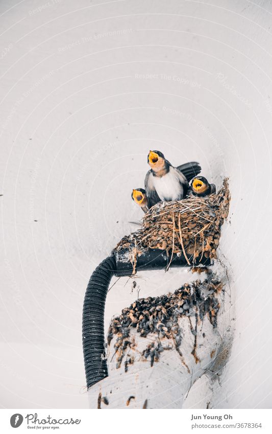 Junge Vögel zwitschern bei der Rückkehr ihrer Mutter Vogel Nest Jungtier Tier Natur Tierjunges Tierporträt Umwelt Küken Wildtier niedlich Schnabel Korea