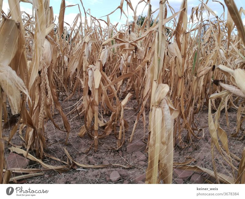 Vertrocknetes Maisfeld im Hitzesommer - Dürre herrscht im Land maisfeld dürre hitze trockenheit hitzewelle ernteausfall landwirtschaft wassermangel mißernte