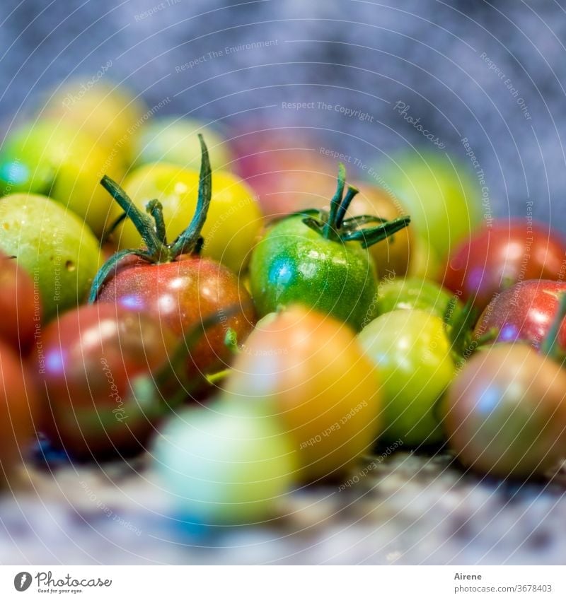 der Rest vom Sommer Tomate gelb grün rot frisch vegetarisch vegan Essen saftig Menge reif Diät Tomaten Bioprodukte bunt viele natürlich Haufen Gesunde Ernährung