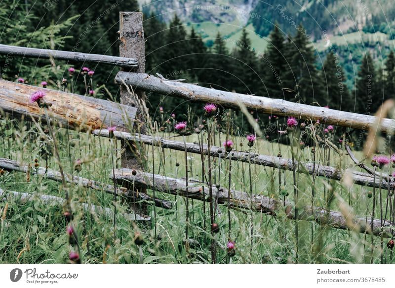 Lattenzaun und Disteln auf einer Alm über dem Pflerschtal in Südtirol Zaun Holz Tal Berge Alpen Tannen Fichten grün Landschaft Natur Wiese Wandern Wanderlust