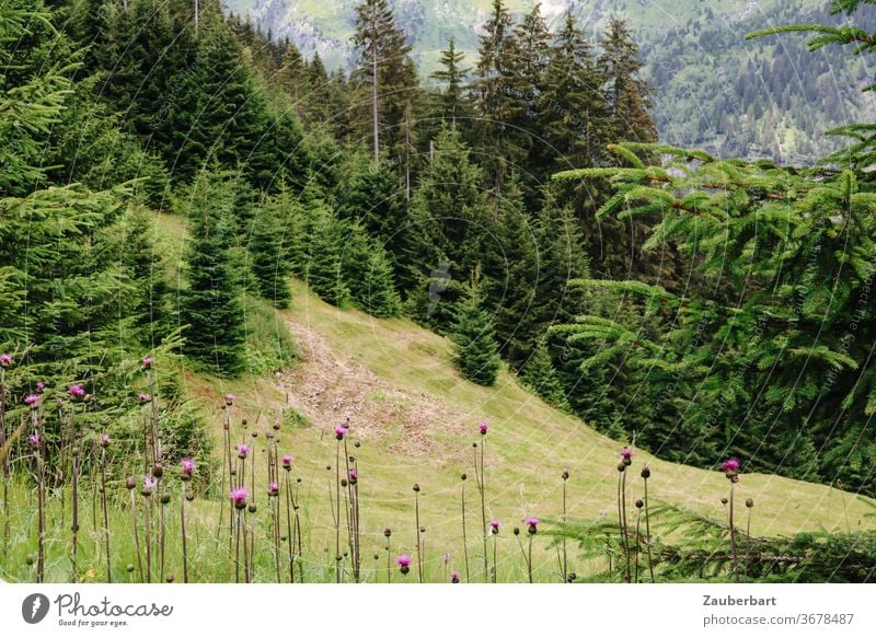 Almwiese mit Disteln und Fichten über dem Pflerschtal in Südtirol Tal Berge Alpen Tannen grün Landschaft Natur Wiese Wandern Wanderlust Erholung