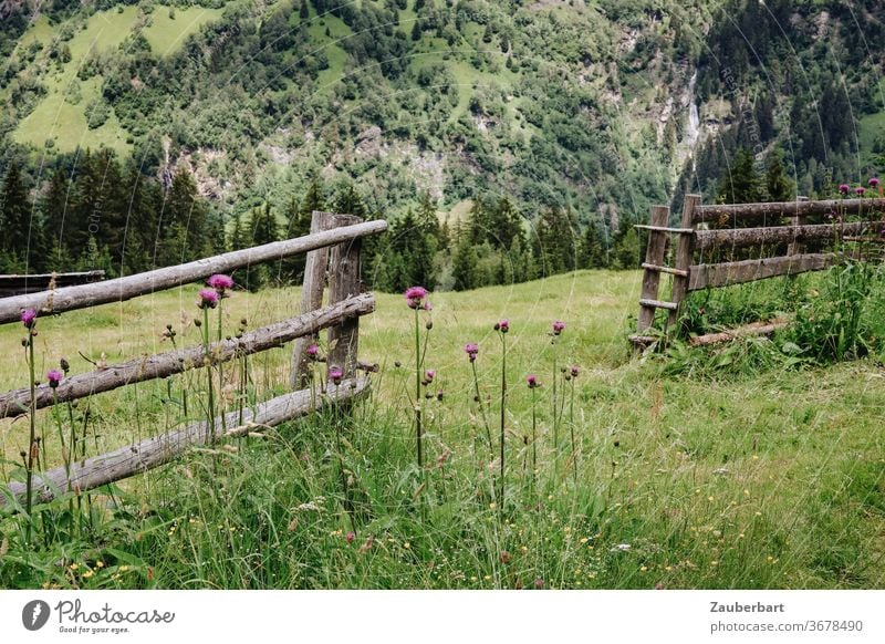 Holzzaun, Disteln und Almwiese über dem Pflerschtal in Südtirol Zaun Wiese violett Latten Lattenzaun Tal Berge Alpen Tannen Fichten grün Landschaft Natur