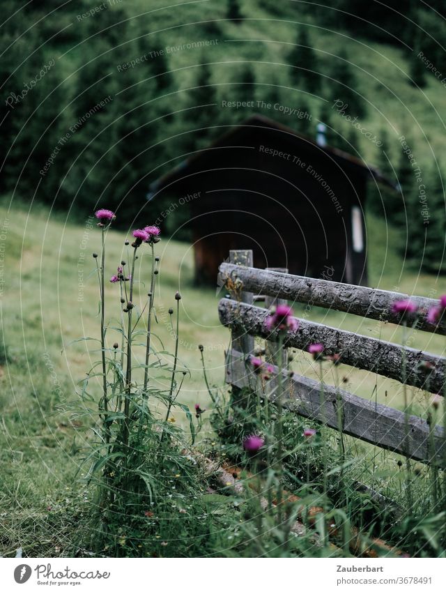 Lattenzaun, Holzhaus und Disteln auf einer Almwiese über dem Pflerschtal in Südtirol Zaun violett Tal Berge Alpen Tannen Fichten grün Landschaft Natur Wiese