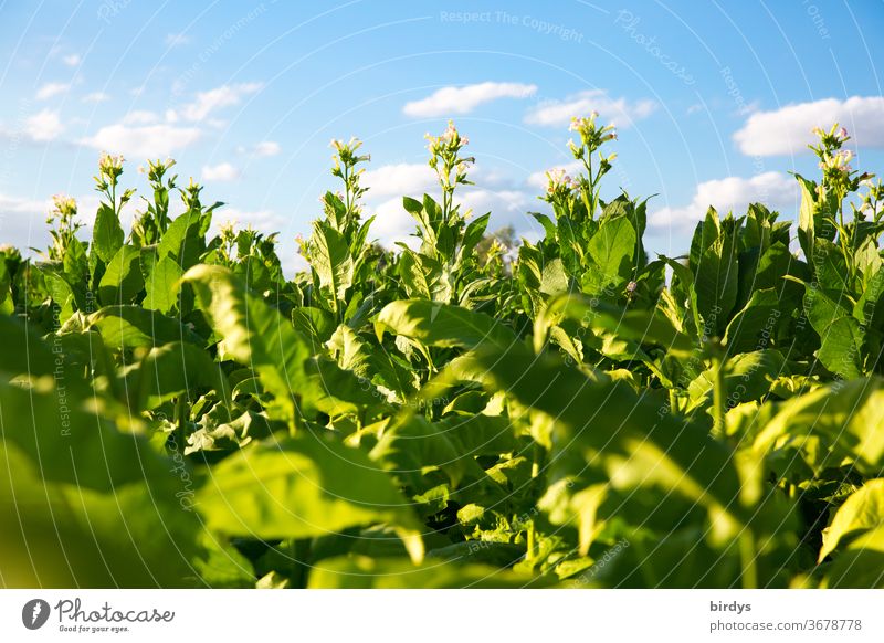 Tabakfeld, Tabakanbau im Umland von Mannheim Tabakpflanzen Landwirtschaft Deutschland schönes Wetter blauer Himmel Tabakblüten Tradition Tabakbauer regional