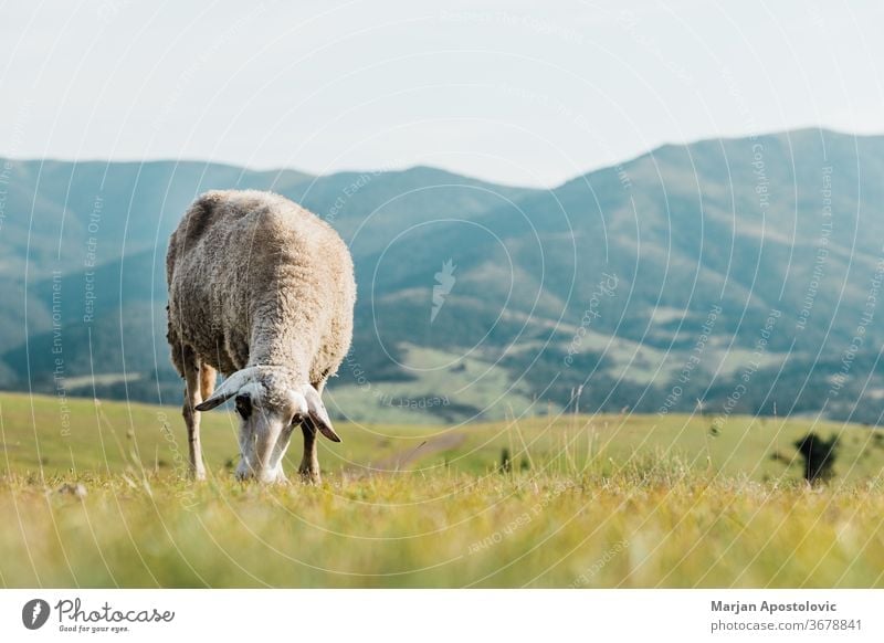 Schafe fressen an einem Sommertag Gras auf einer Wiese Tier schön Land Landschaft niedlich Tag heimisch Ökologie Umwelt Europa Bauernhof Landwirtschaft