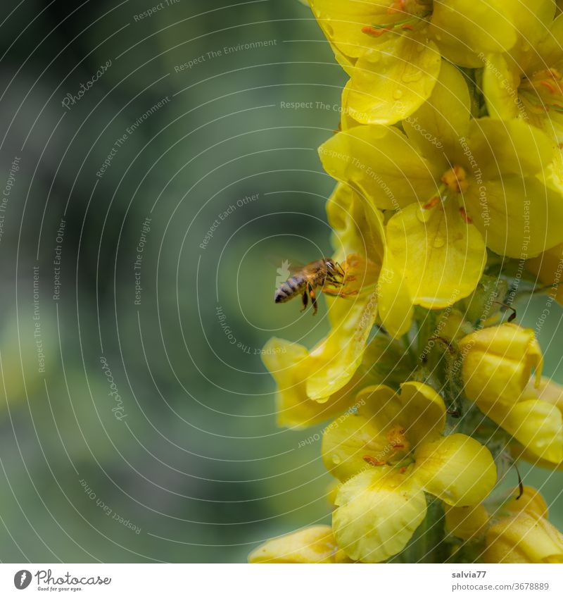 von Blüte zu Blüte Biene Natur Königskerze Blume gelb Insekt Sommer fliegen Makroaufnahme Nektar Pflanze Pollen Honigbiene Duft fleißig Blühend Nutztier Tier 1