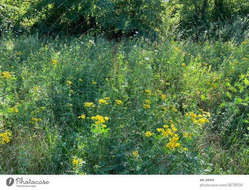 Sommerwiese im Grünen Wiese gelb grün Natur Blume Garten natürlich Licht und Schatten Menschenleer Tag Umwelt wild Spätsommer schön Farbfoto Gras Sonnenlicht