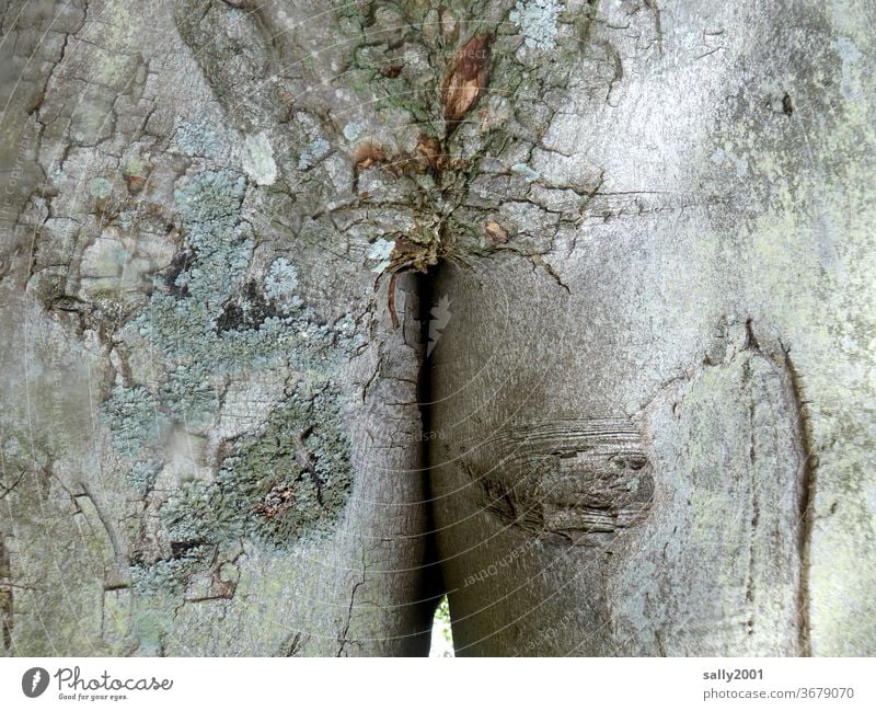 nackter Baum... Rinde grau natürlich natur Narben Körper Figur Model alt Form schlank Gesäß Po Verletzung