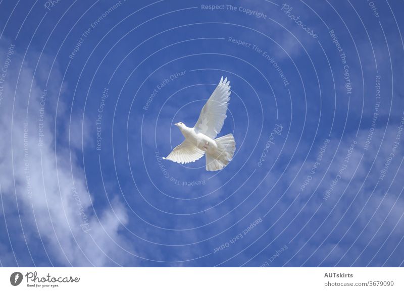 Weiße Taube fliegt über bewölktem Himmel. oben Air Engelsflügel Tier Hintergrund Schnabel schön Vogel filmisch Klimawandel abschließen Cloud Flug Fliege