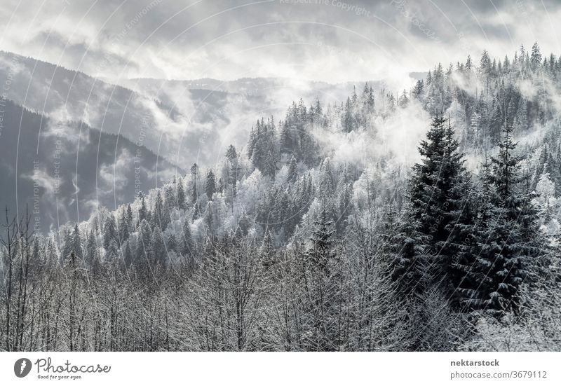 Tannenwald-Winterpanorama im Schwarzwaldgebirge Wald Schnee Nebel Cloud Berge u. Gebirge Kiefer Panorama Himmel weiß grau Pinienwald Deutschland Landschaft