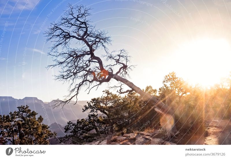 Geneigter Baum über dem Grand Canyon geneigt Sonne Blendenfleck Sonnenaufgang Landschaft Himmel Flora keine Menschen niemand Schönheit in der Natur Nackter Baum