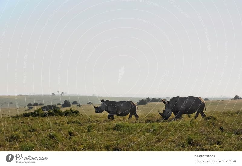 Nashorn-Paar auf Grasland in Südafrika Tierwelt zwei Tiere im Freien Zwei Tiere Totale Afrika Säugetier sonnig Tag natürliche Beleuchtung laufen Ganzkörper