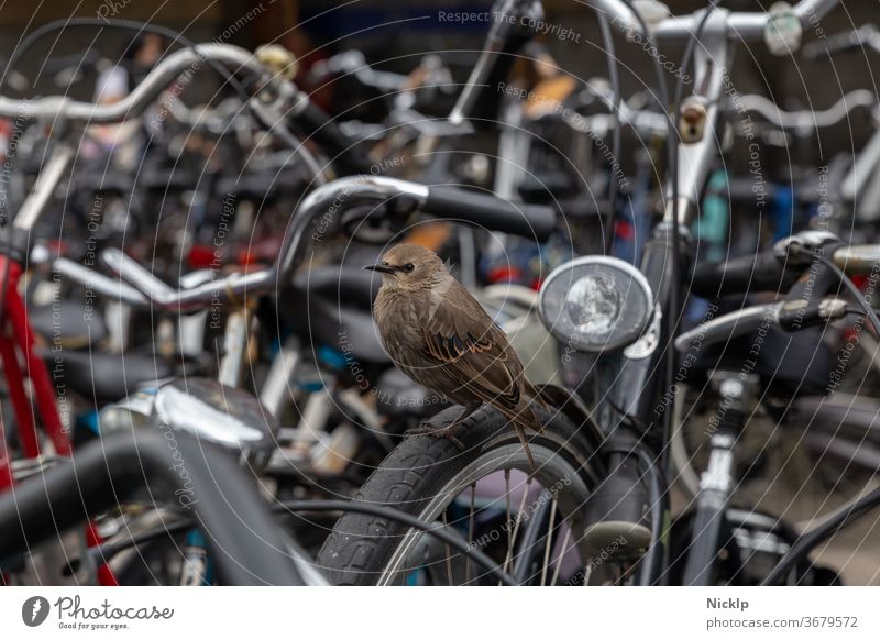 junger Vogel Star mit braunem Gefieder zwischen geparkten Fahrrädern in Amsterdam, nähe Amsterdam Central Ganzkörperaufnahme Fahrradparkplatz Mobilität