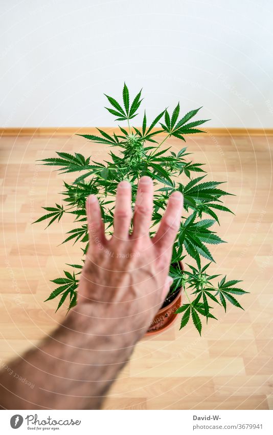 Hand nach einem Hanfgewächse ausstrecken - Suchtverhalten Drogen Marihuana konsum süchtig Pflanze Cannabis Abhängigkeit