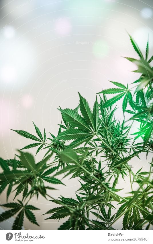Cannabis Marihuana - Pflanzen und Rauschzustand Rauschmittel Wirkung Medikament Hanf Medizin Betäubungsmittel Sucht grün Alternativmedizin Blatt Farbfoto