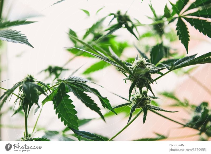 Marihuana-Knospen kurz vor der Ernte Cannabis Cannabisblatt Cannabispflanze thc Drogen illegal Gesundheitswesen forschung Krebs Medikament