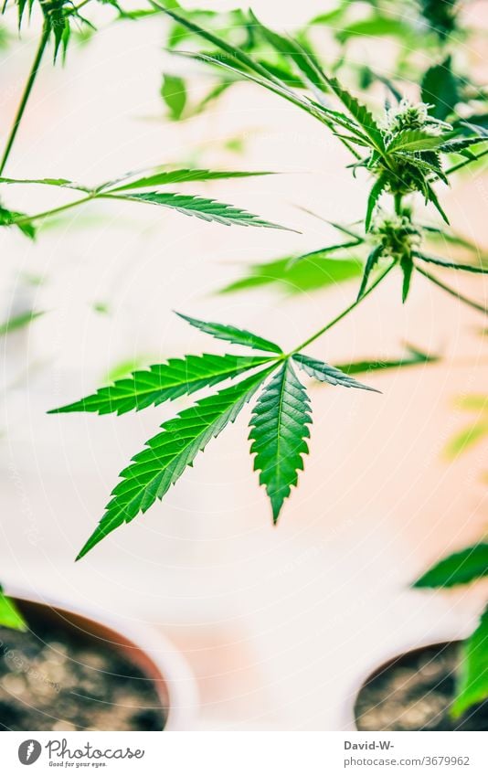 Blätter und Blüten einer Marihuanapflanze Natur Pflanze grün Cannabis Medikament Hintergrund legal Hash Wachstum genießen Hanf cbd Kraut Design graphisch