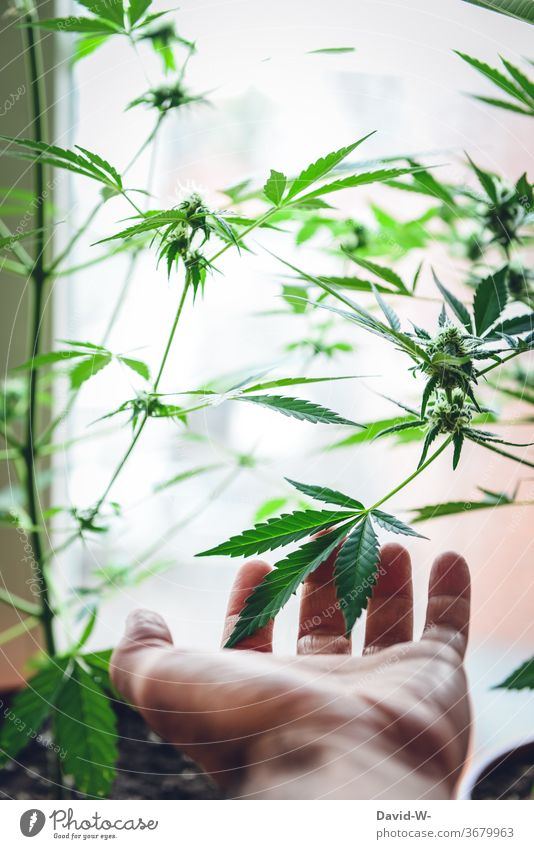 Hand berührt Marihuana Cannabis Blatt Droge Genussmittel Sucht Pflanze anfassen berühren