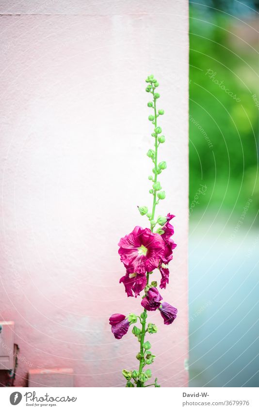 Blume dem Hintergrund farblich angepasst Hauswand rosa violett Natur Wand wachsen Platzhalter schön Knospen Blüten Frühling
