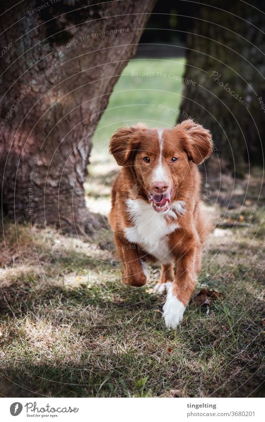 Nova Scotia Duck Tolling Retriever im Laufen Porträt Tierporträt Hund laufen rennen wald bäume wiese glücklich blick in die kamera Textfreiraum oben