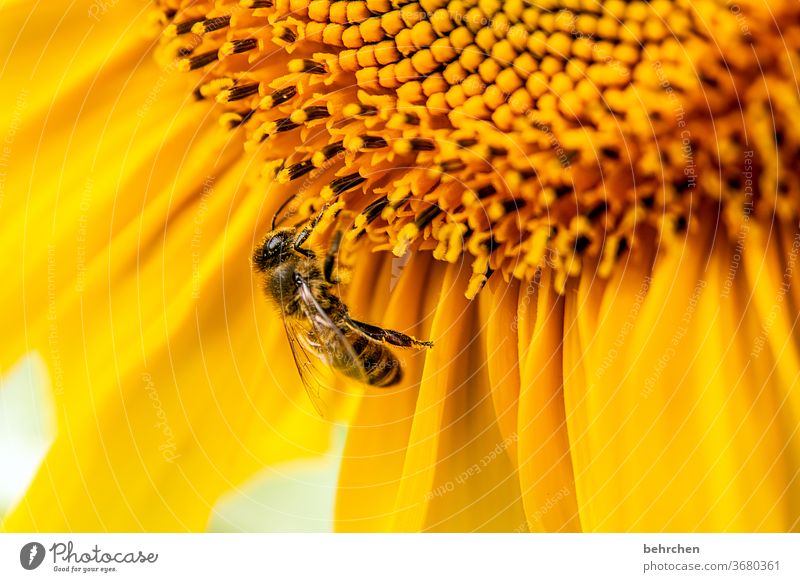 antizyklisch SONNtag Nektar Honig Pollen Tier Sonnenblume Nahaufnahme Wiese schön Landschaft Garten Hummel Biene fliegen Flügel Blütenblatt Umwelt Wärme