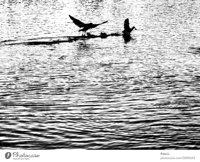 Futterneid war des Erpels Kredo, die Ente war schneller. See Entenvögel Vögel Wasser Teich Wasservögel Winter
