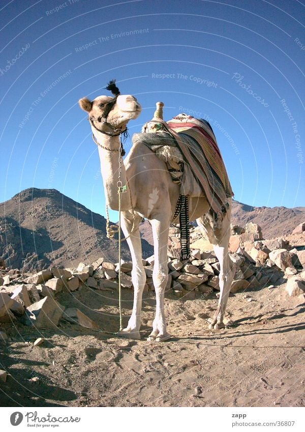 Kamel Ägypten Verkehr blau mosesberg Wüste Stein