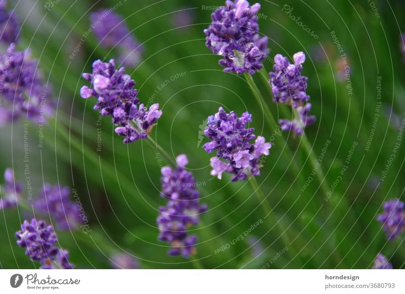 Lavendel Blüte lila Natur Pflanze Blume violett Blühend Duft Sommer Nahaufnahme Makroaufnahme Heilpflanzen Schwache Tiefenschärfe Garten Außenaufnahme Farbfoto
