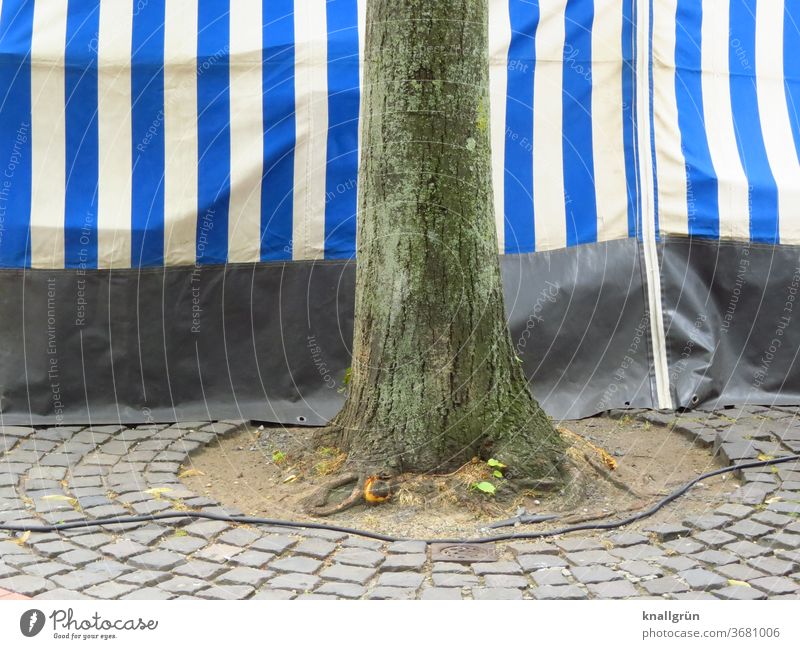 Hinter dem Marktstand Baumstamm Lebensraum trist Stadt Außenaufnahme Kabel Stromkabel Pflastersteine Baumscheibe Markise blau weiß gestreift Streifen
