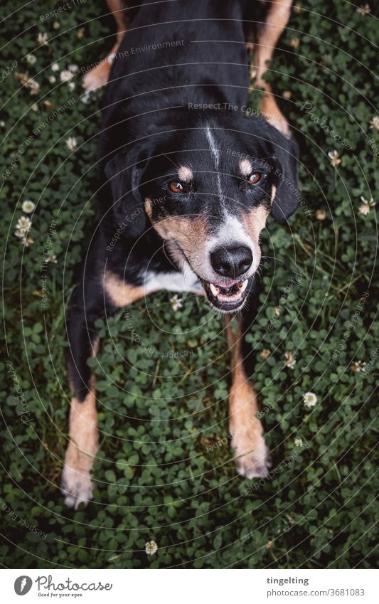 Appenzeller Sennenhund im Klee klee blüte tier haustier süß lieb Blick in die Kamera Textfreiraum unten Porträt Tierporträt glücklich ohne leine spaziergang