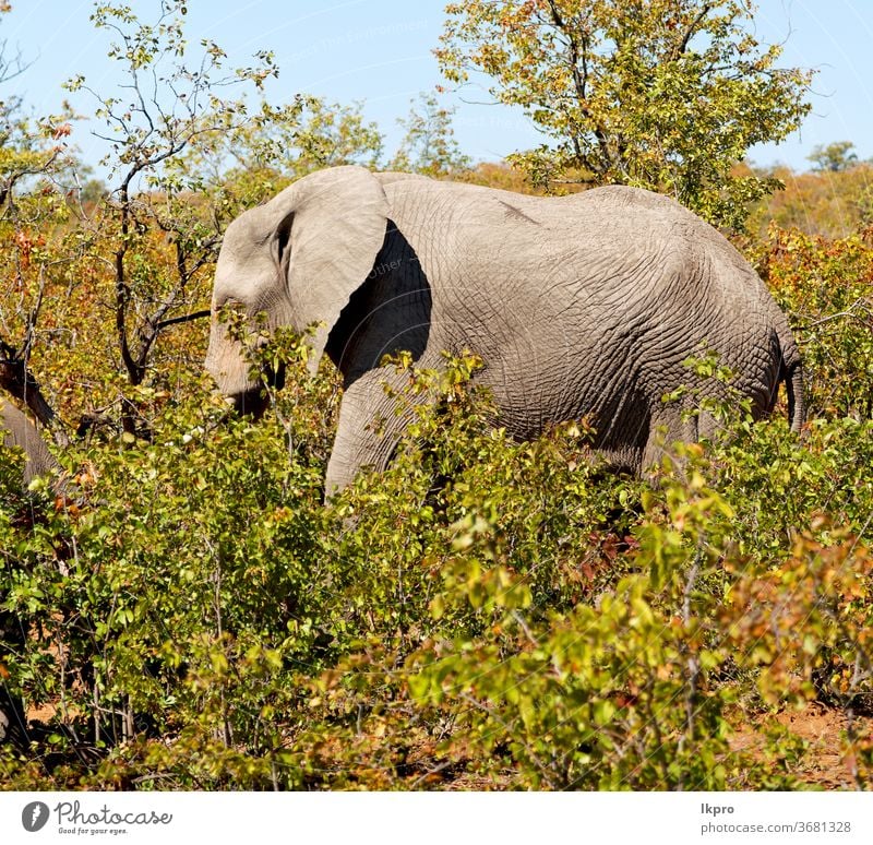 in Südafrika Naturschutzgebiet für Wildtiere und Elefanten Buchse Afrika Afrikanisch Tierwelt Safari Säugetier wild groß Baum Gras Kofferraum Savanne Park