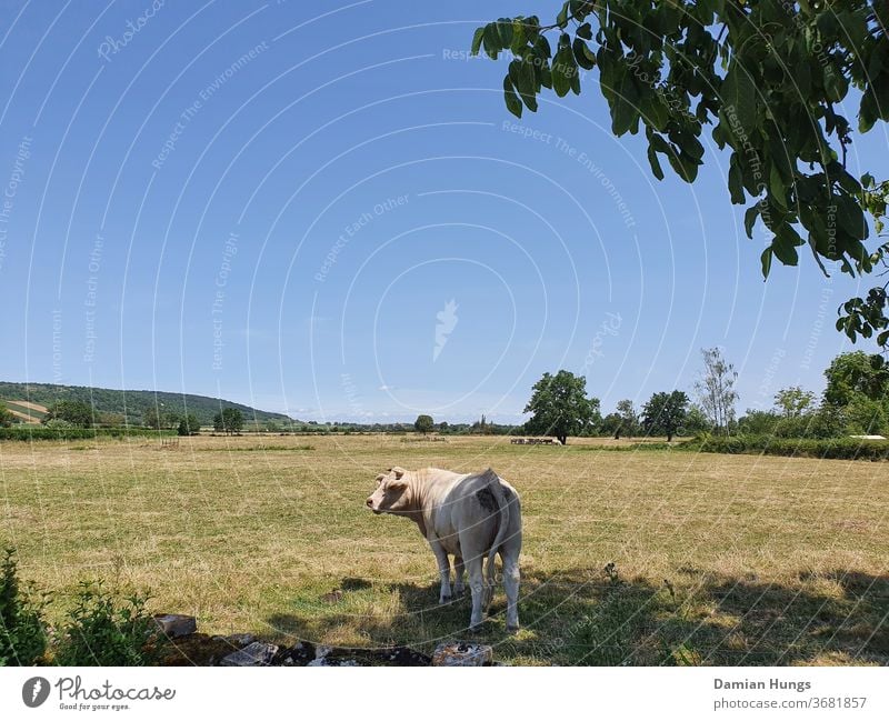 Landschaft in Burgund Wiese Weide Kuh Gras Himmel Natur Sommer Urlaub Frankreich