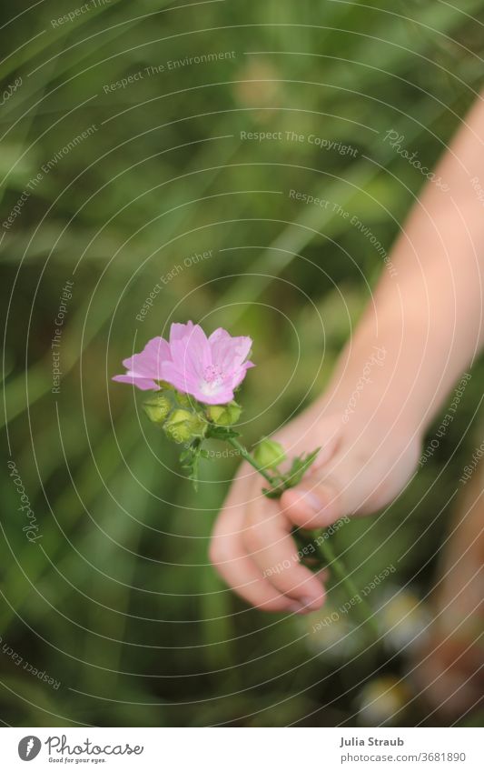 Kinderhand hält eine Blume in der Hand auf einer Wiese Blüte rosa Blumenwiese grün Gras halten Herzlichen Glückwunsch Alles Gute festhalten Blütenknospen