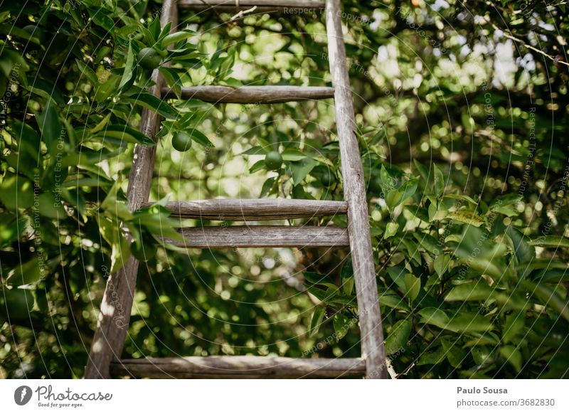 Hölzerne Leiter auf dem Baum hölzern Laufmasche Holzleiter Textfreiraum Licht Tag Farbfoto Menschenleer Außenaufnahme Treppe aufsteigen Zitrusfrüchte Obstbaum