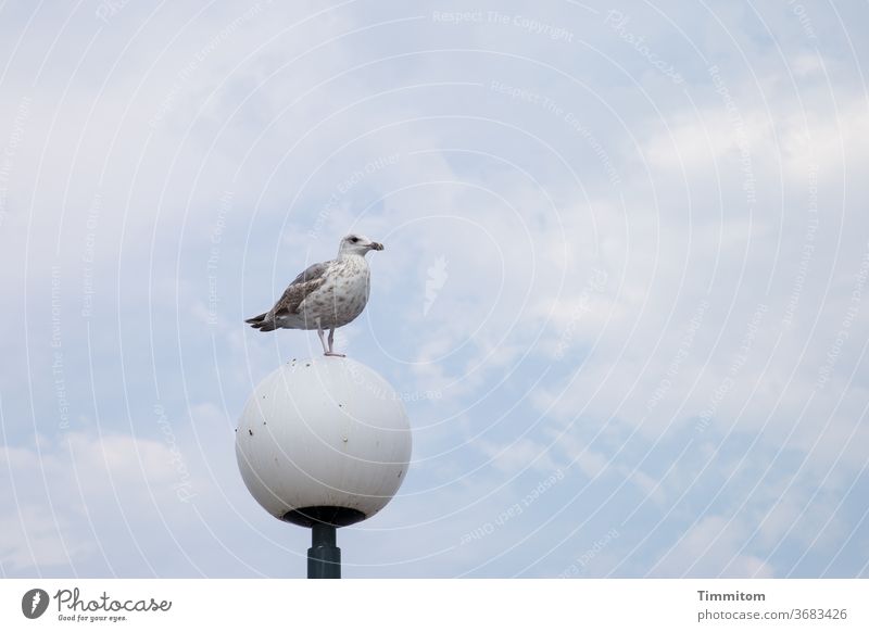Den Überblick haben Seebrücke Ostsee Möwe Lampe Vogel Lampenschirm Außenaufnahme Himmel Tier blau überblicken beobachten