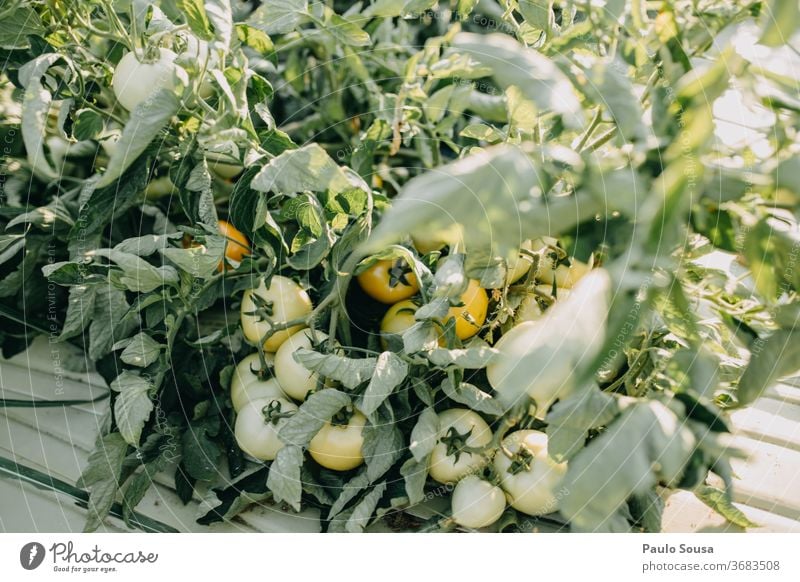 Tomatenpflanze mit Früchten Tomatenplantage Bioprodukte Biologische Landwirtschaft Ackerbau Nutzpflanze Menschenleer Garten Außenaufnahme Vegetarische Ernährung