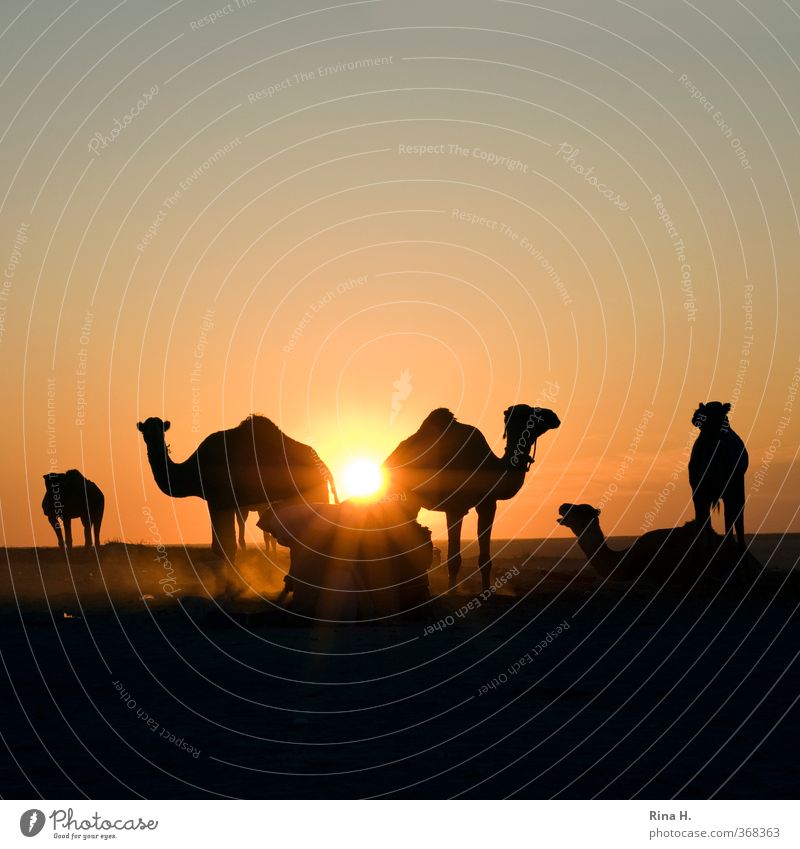 Demut II Ferien & Urlaub & Reisen Abenteuer Ferne Safari Mensch Mann Erwachsene 1 Natur Himmel Wolkenloser Himmel Schönes Wetter Wüste Tunesien Tier Nutztier