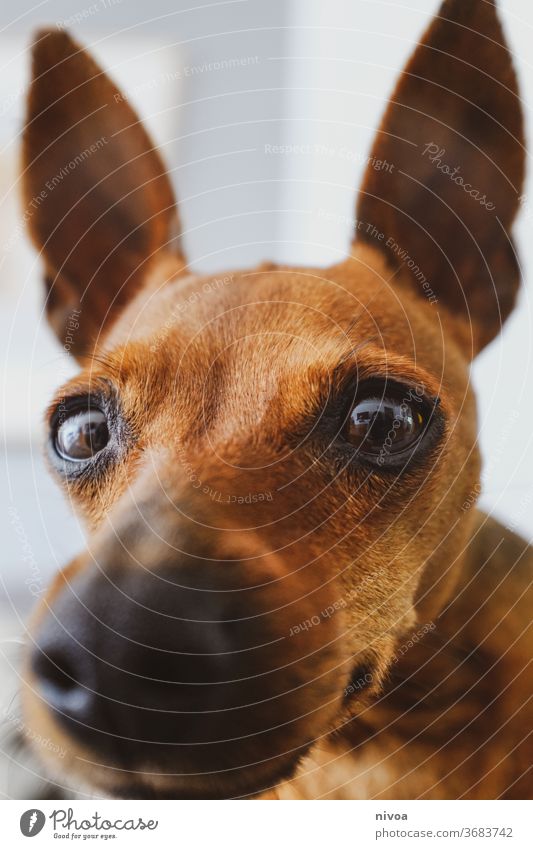 Rehpinscher close-up Zwergpinscher Hund Close Up Schnauze braun Ohren Tiergesicht klein Haustier Tierliebe Freundschaft Tierporträt Blick Farbfoto 1 beobachten