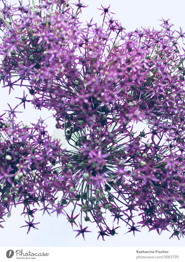 Allium Allium giganteum Natur Farbfoto violett Nahaufnahme Blühend Lauch Tag Blumen Zierknoblauch schön Makroaufnahme ästhetisch Dekoration & Verzierung