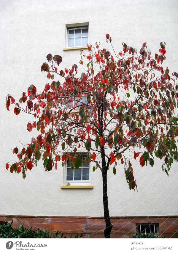 Baum rot-grün Laubbaum Blatt Farbe Fassade weiß Fenster Herbst schön
